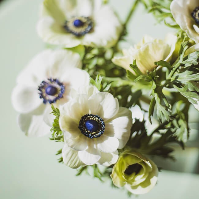 Anenome White Panda Flower Delivery