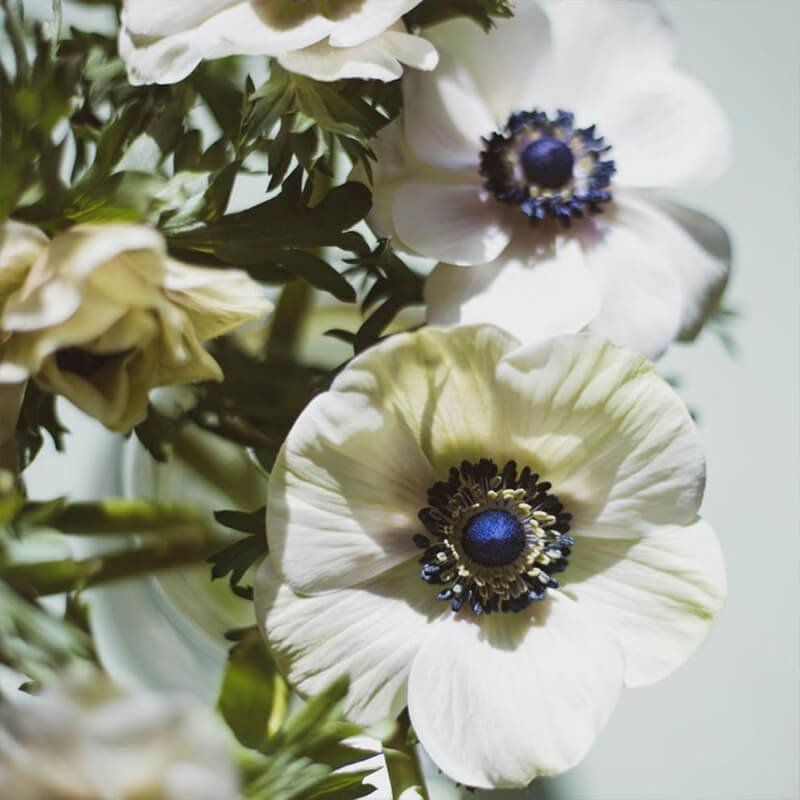 Anenome White Panda Florist Near Me