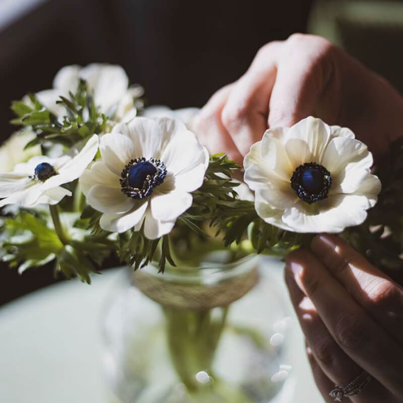 Anenome White Panda Flower Delivery