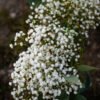 Babies Breath Flower Delivery