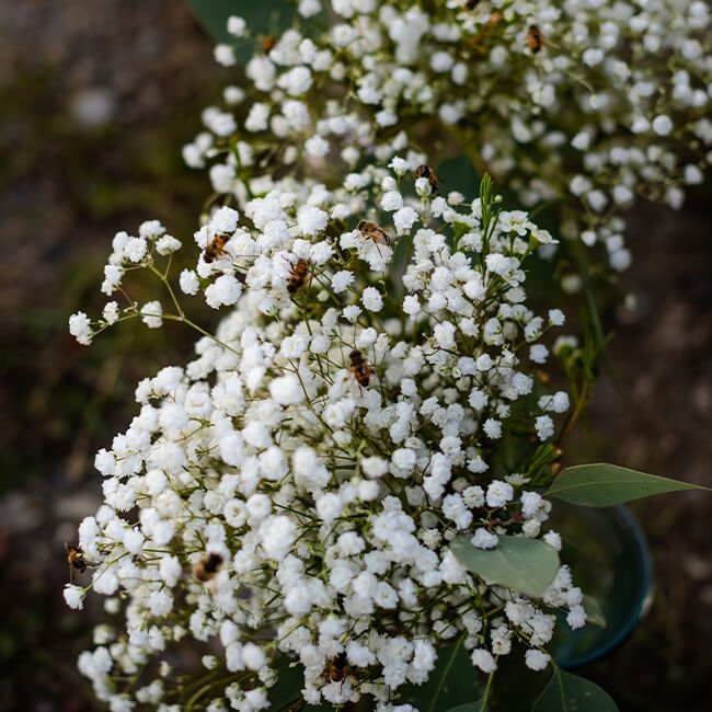 Babies Breath Flower Delivery