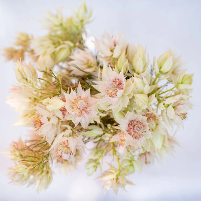 Blushing Bride Protea - 10 stem bu - only available late summer/early fall