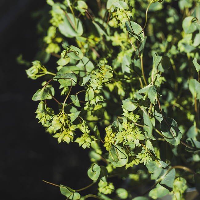 Bupleurum Flower Delivery Vancouver