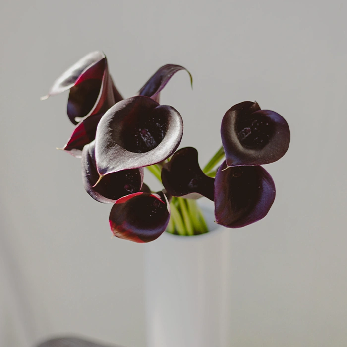 Burgundy Calla Lilies Mini
