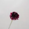 Burgundy Scabiosa