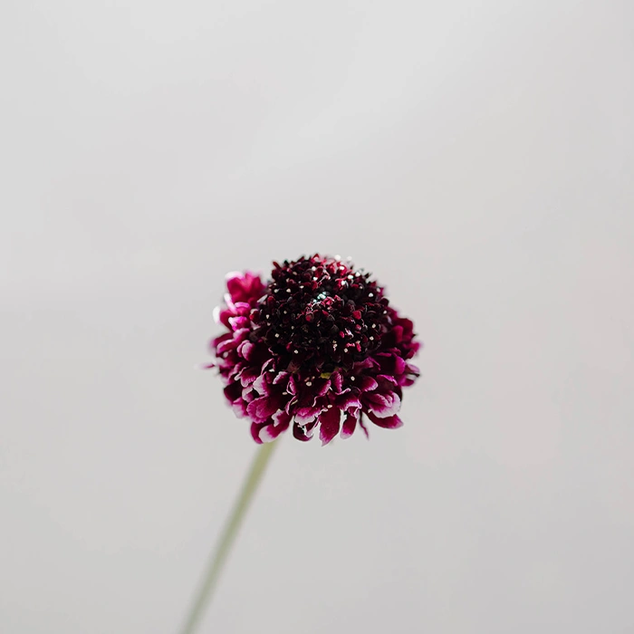 Burgundy Scabiosa