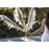 California Pampas Grass Edmonton Florists