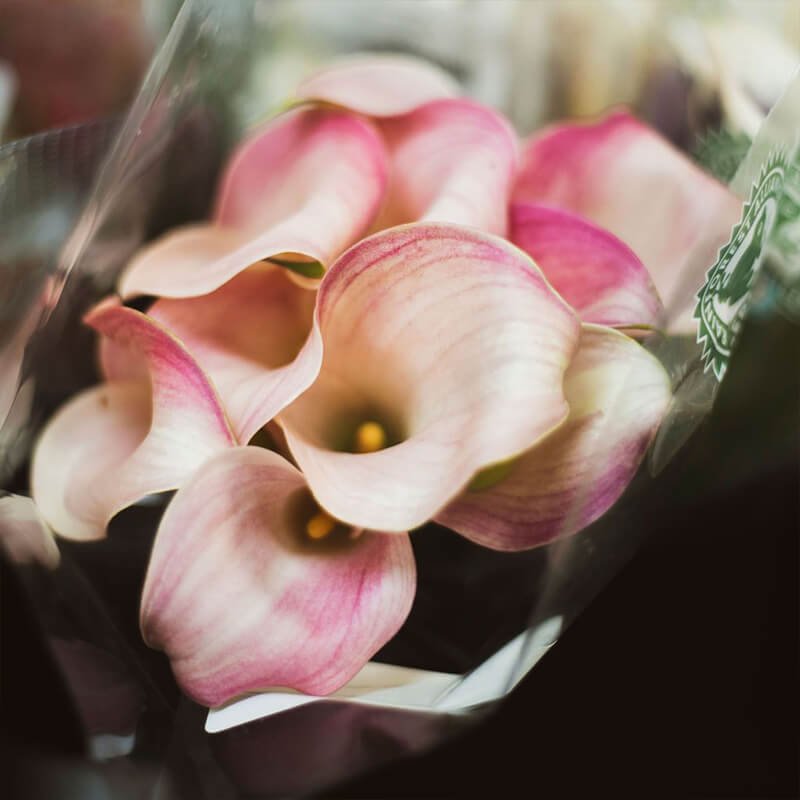 Burgundy Calla Lilies Mini