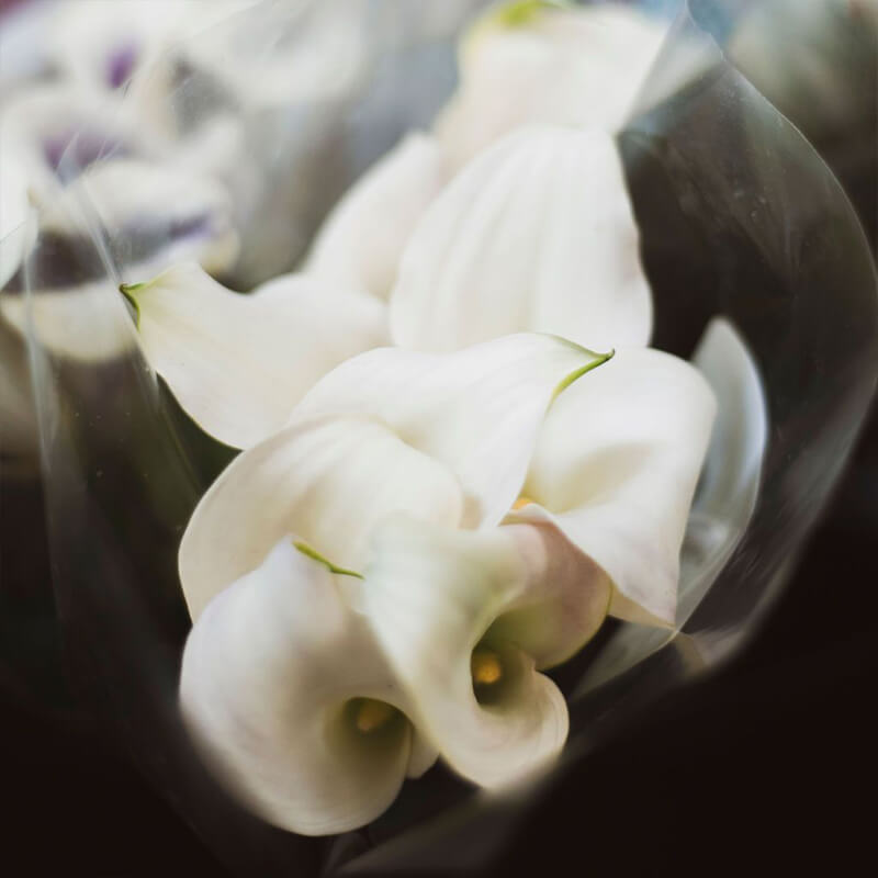 Calla Lilies White