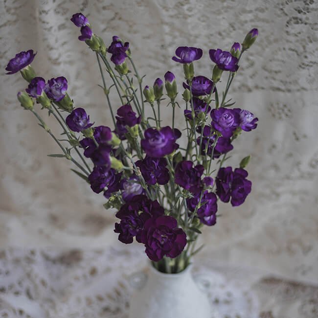 Dark Purple Carnations Mini