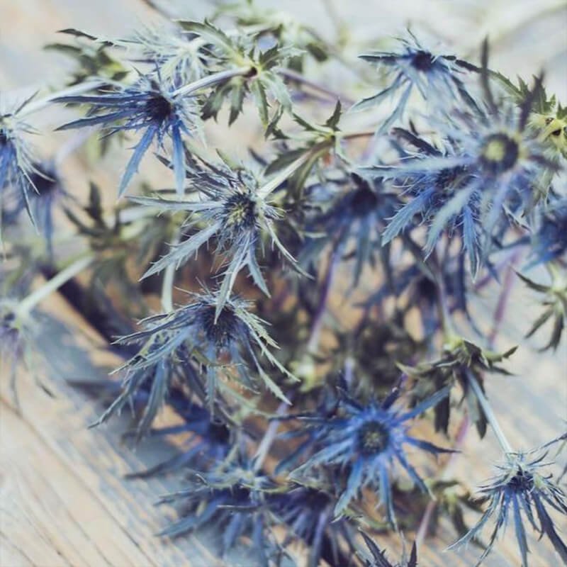 Eryngium Florist Near Me