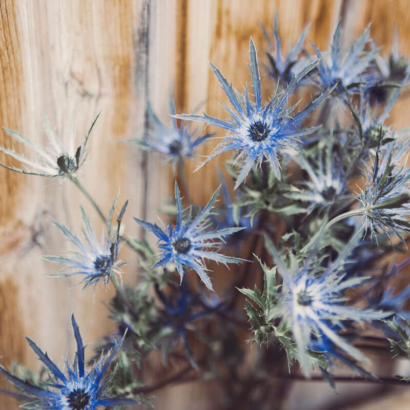 Eryngium Flower Delivery Vancouver
