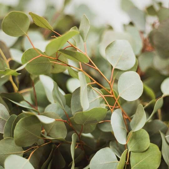 Eucalyptus Silver Dollar North Vancouver Florist