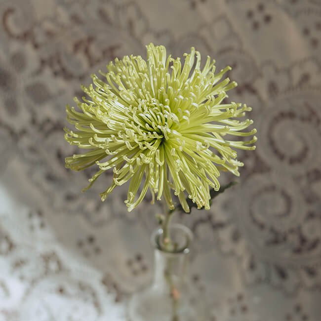 Green Mums Large Size Florist Near Me