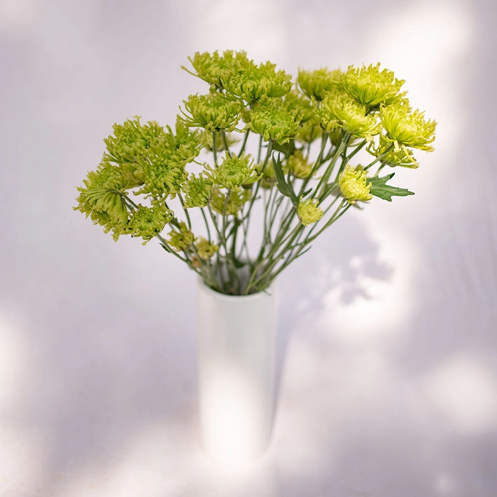 Green Spider Mums Spray