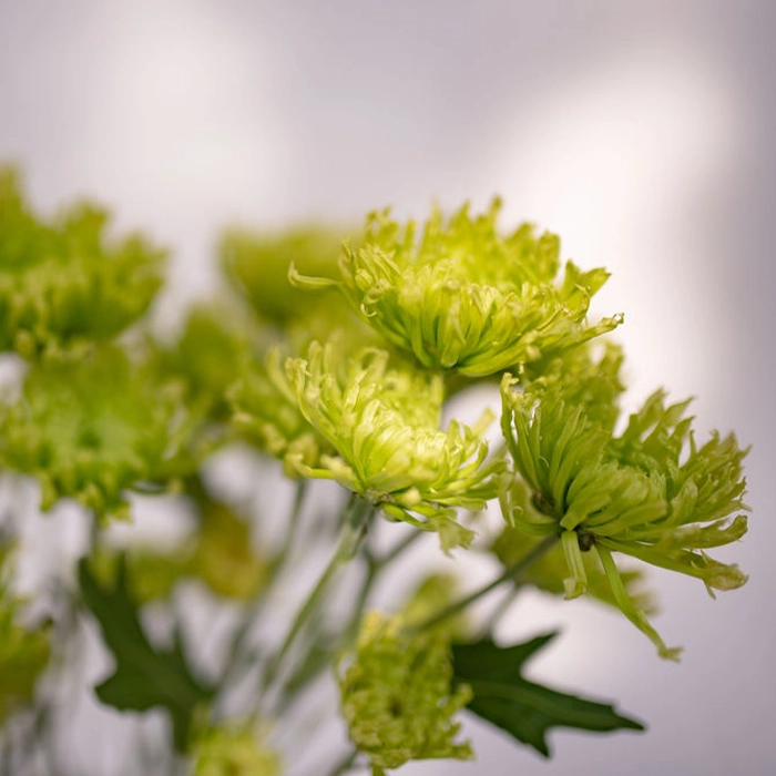 Green Spider Mums Spray2