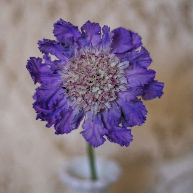 Lavender Scabiosa Edmonton Florists