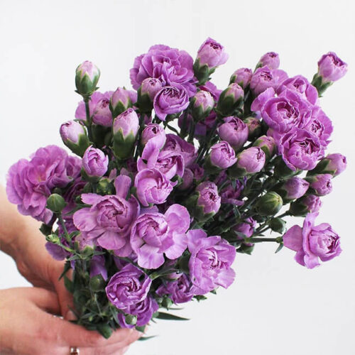 Light Purple Mini Carnations Flower Delivery