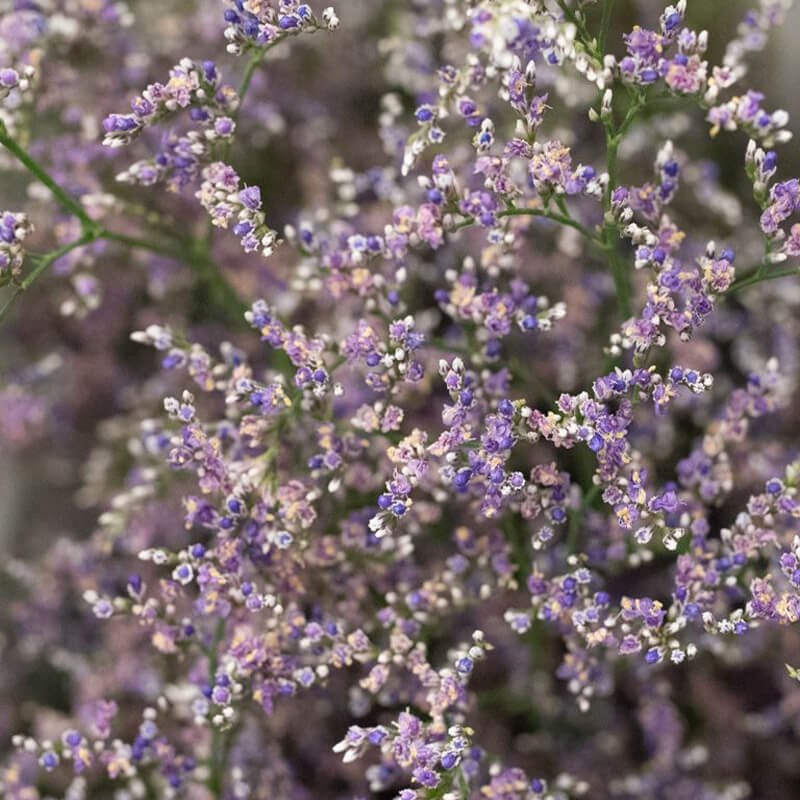 Limonium Florist Vancouver