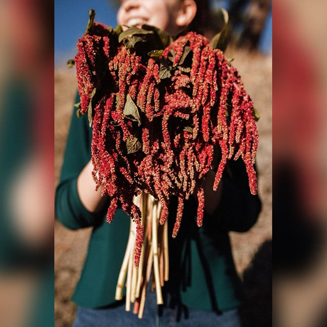 Love Cascading Arrangements Dried Amaranthus Would Be Perfect For You