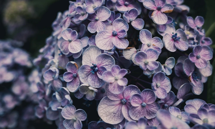 Need A Wedding Anniversary Gift For Your Spouse Get Them Hydrangeas