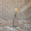Pale Yellow Carnation Standard Flower Delivery