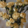 Pale Yellow Mini Carnations Florist Winnipeg