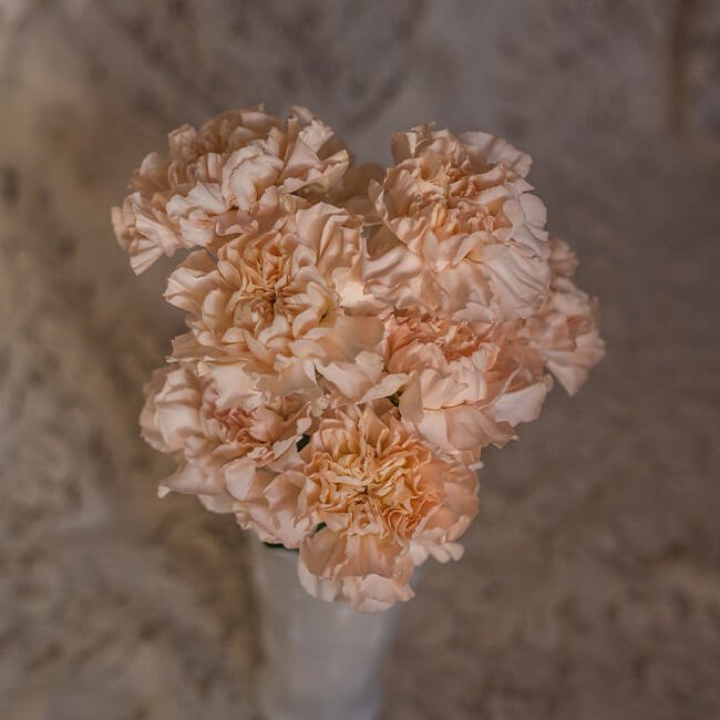 Peach Carnation Standard