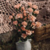 Peach Carnations Mini Flower Delivery