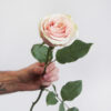 Peach Frutetto Roses Standard Flower Delivery Vancouver