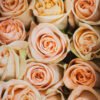 Peach Roses Spray Florist Near Me