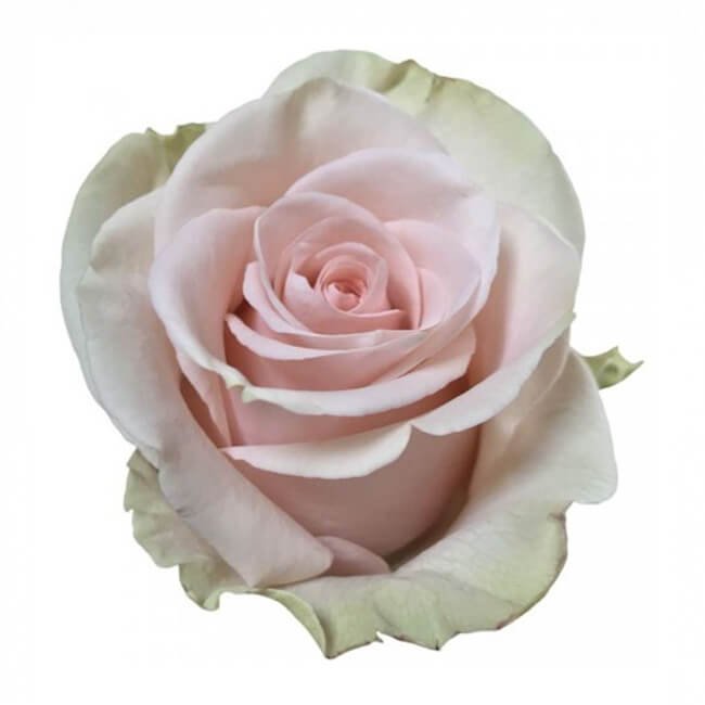 Peach Salma Roses Standard 25 stem bu Flower Delivery