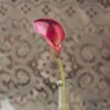 Pink Calla Lilies Mini