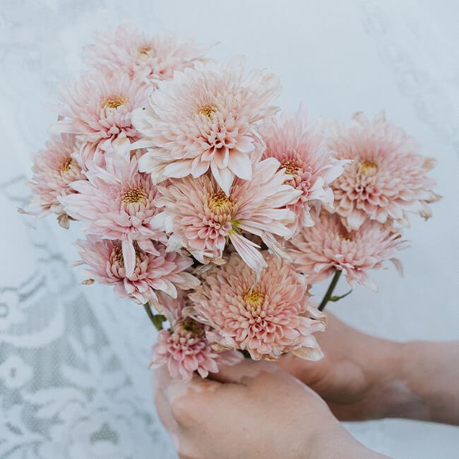 Pink Mums  Spray Florist Near Me