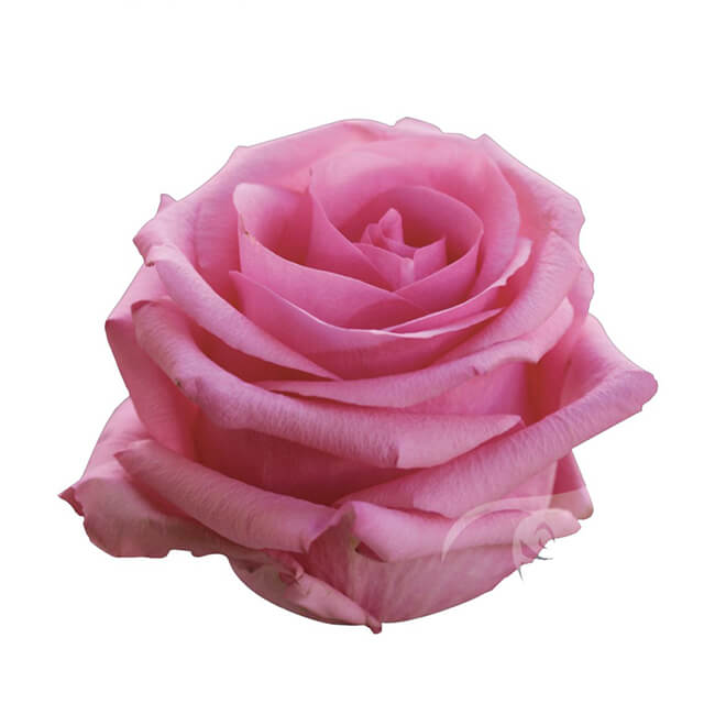 Pink Opala Roses Standard Flower Delivery