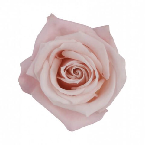 Pink (Sweet Escimo) Roses – Standard - 25 stem bu - Flower Delivery