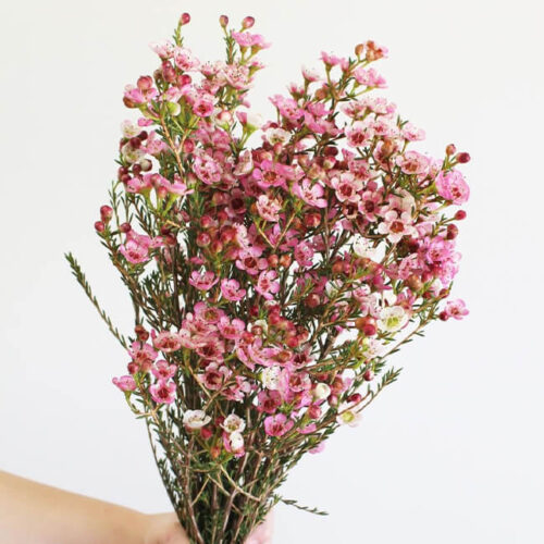 Pink Waxflower Flower Delivery Vancouver