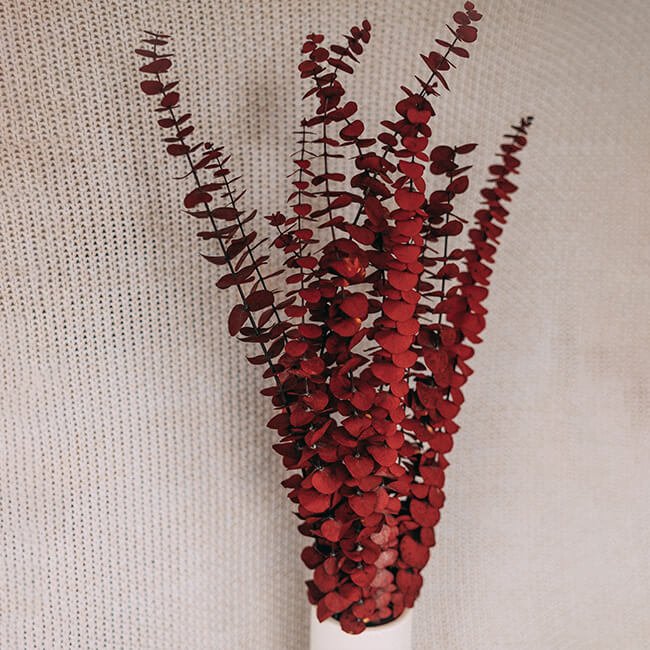 Preserved Eucalyptus Red Delivery Vancouver