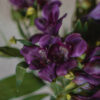 Purple Alstromeria Flower Delivery Canada