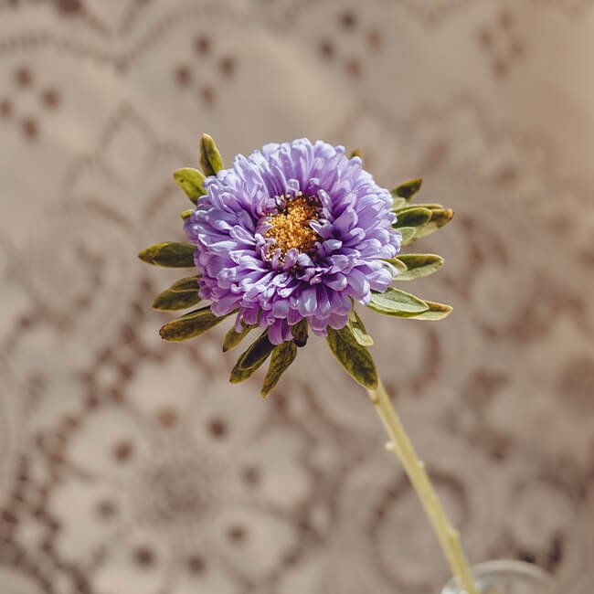 Purple Aster Matsumoto 1
