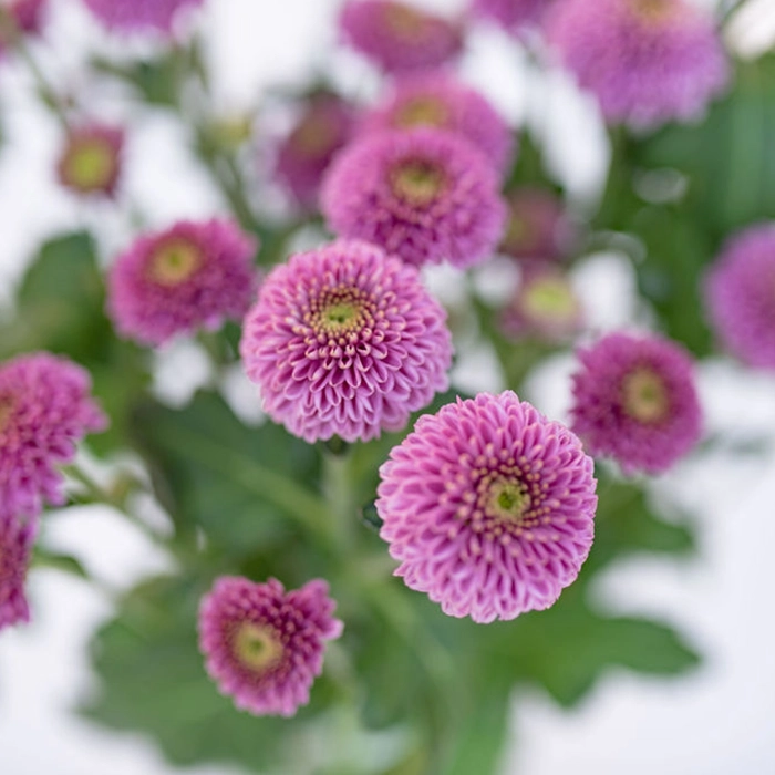 Purple Doria Mums Pom Pom