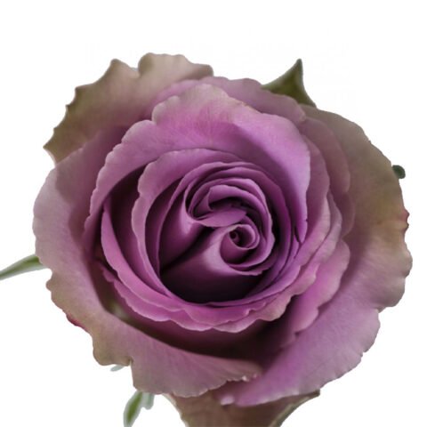 Purple (Grey Knight) Roses – Standard - 25 stem bu - Flower Delivery ...