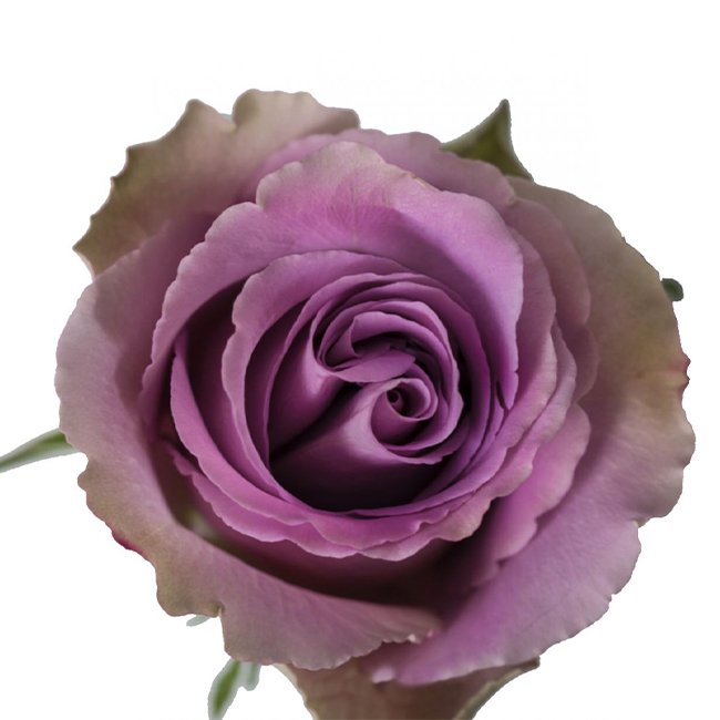 On average, how large is a standard rose bloom in bud or in flower