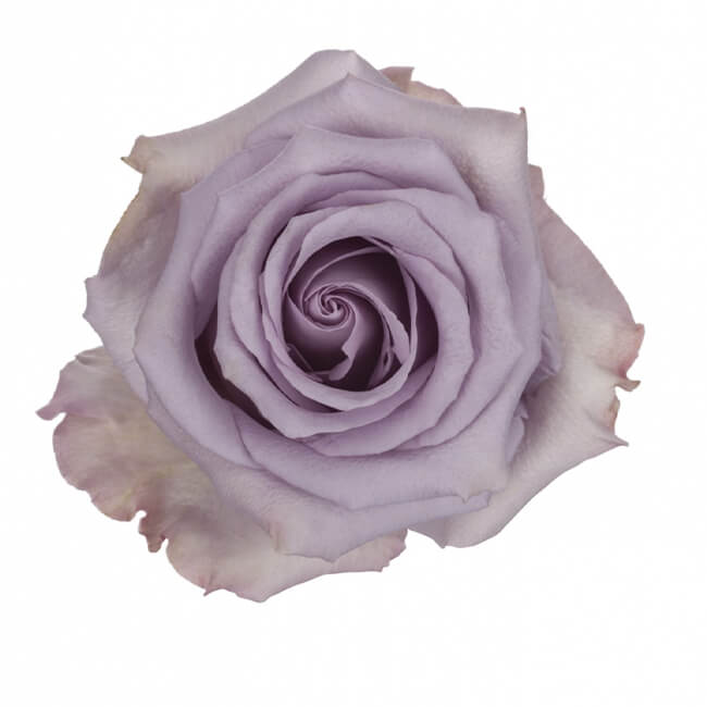 Purple Ocean Song Roses Standard Flower Delivery