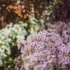 Purple Waxflower Florist Near Me