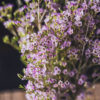 Purple Waxflower Flower Delivery