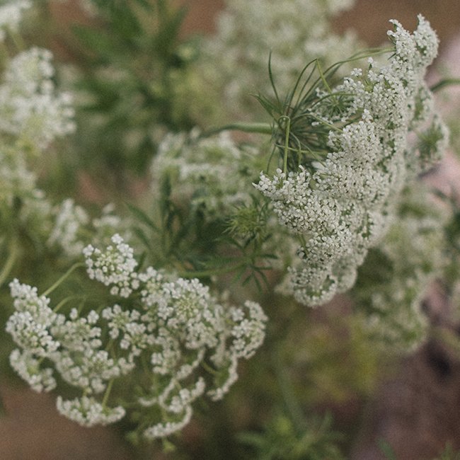 Queen Annes Lace Florist Near Me 1