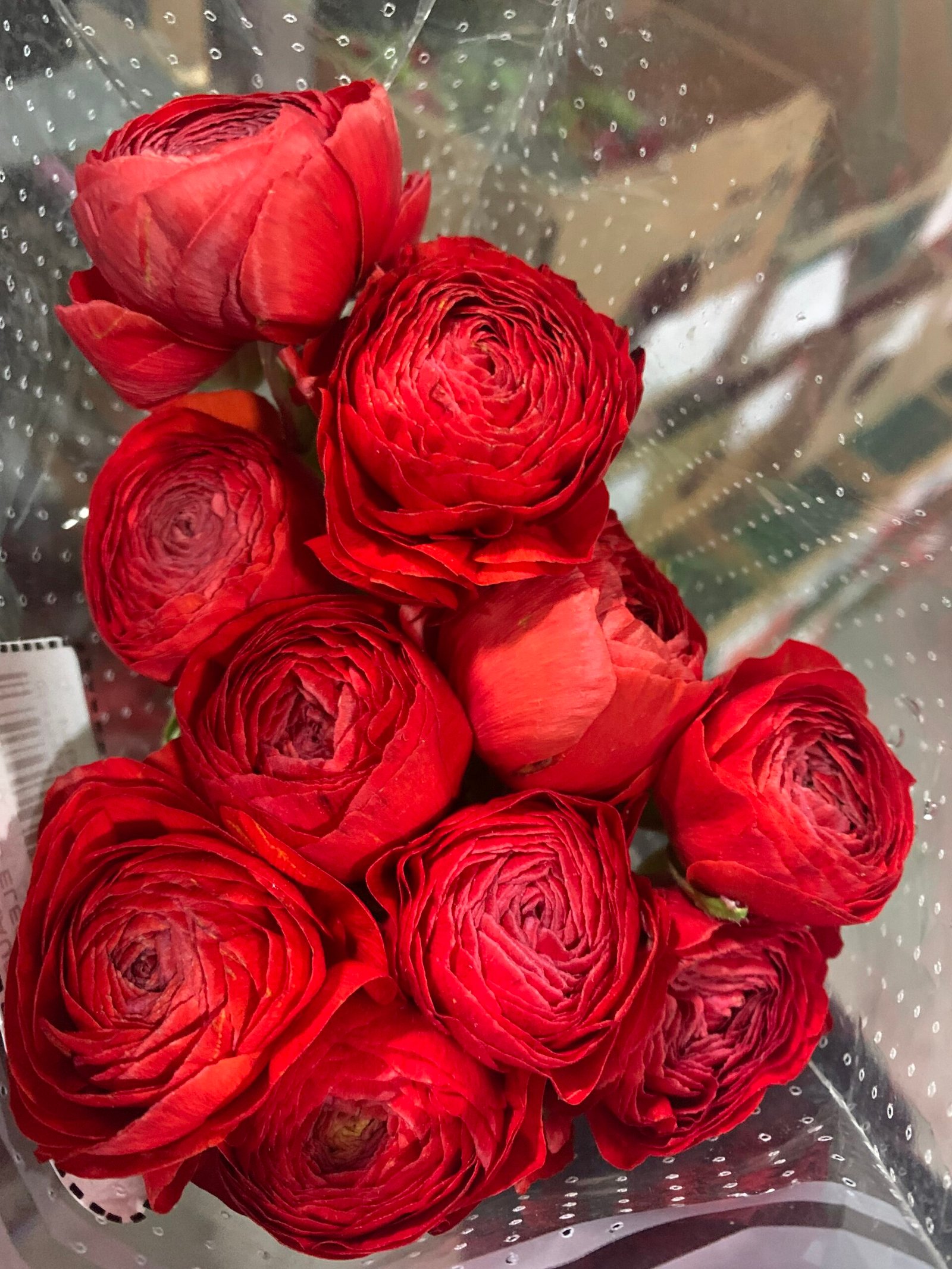 Ranunculus Red