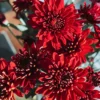 Red Daisy Mums Spray