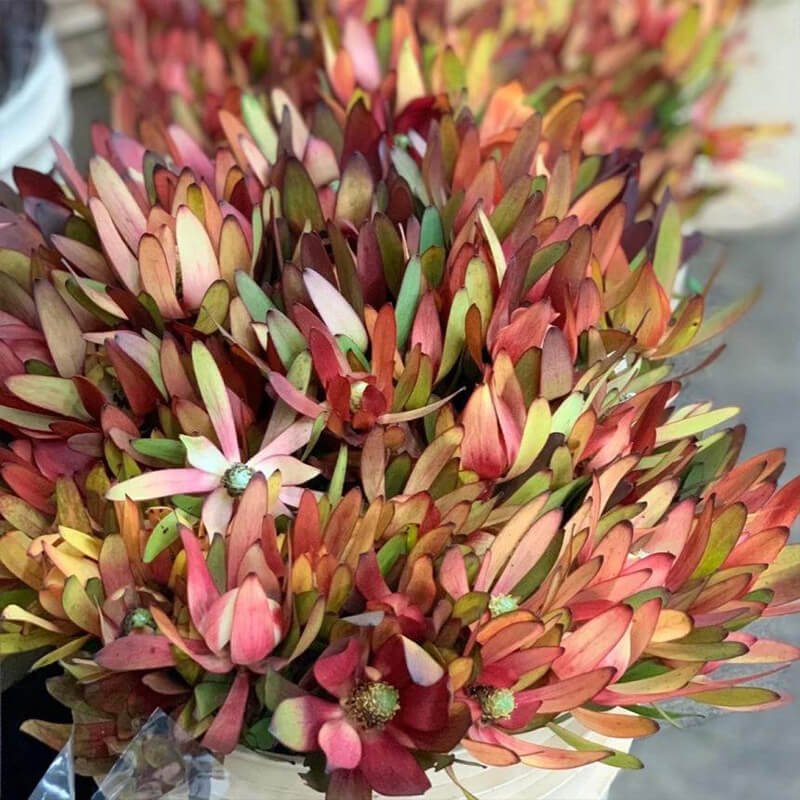 Sunset Leucadendron Florist Near Me